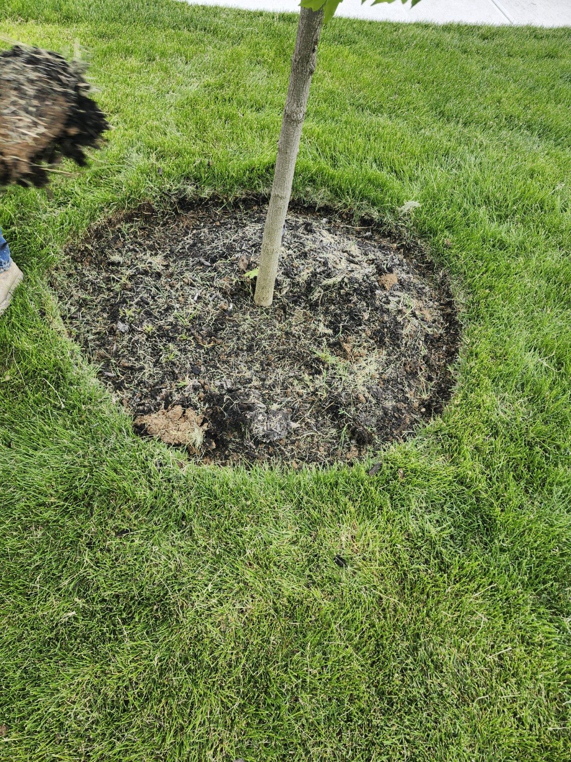 Unfinished soil and mulch around a lawn tree.