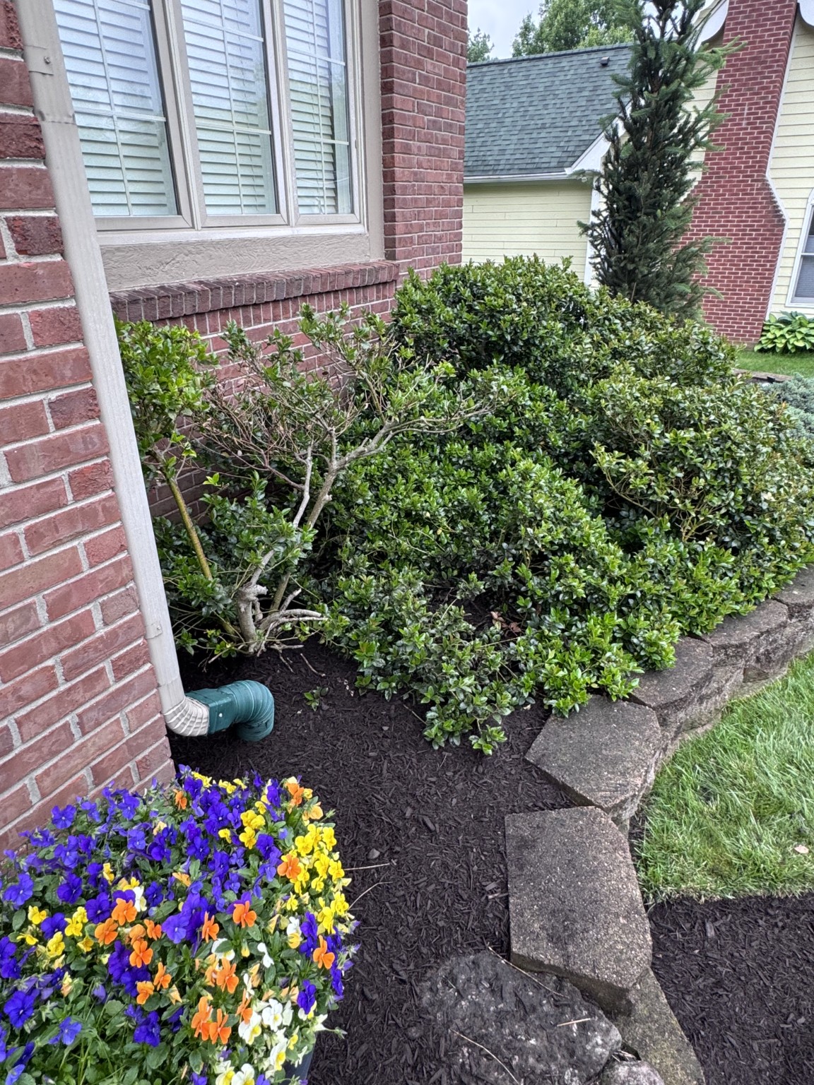 Fresh mulch by mature shrubs and a stone wall.